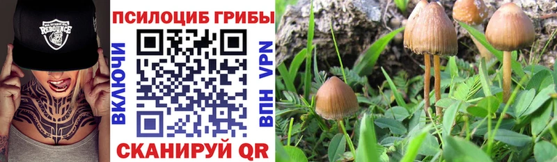 Псилоцибиновые грибы Psilocybine cubensis  OMG ССЫЛКА  Ленинградская 